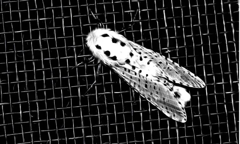 Giant leopard moth on a black screen
