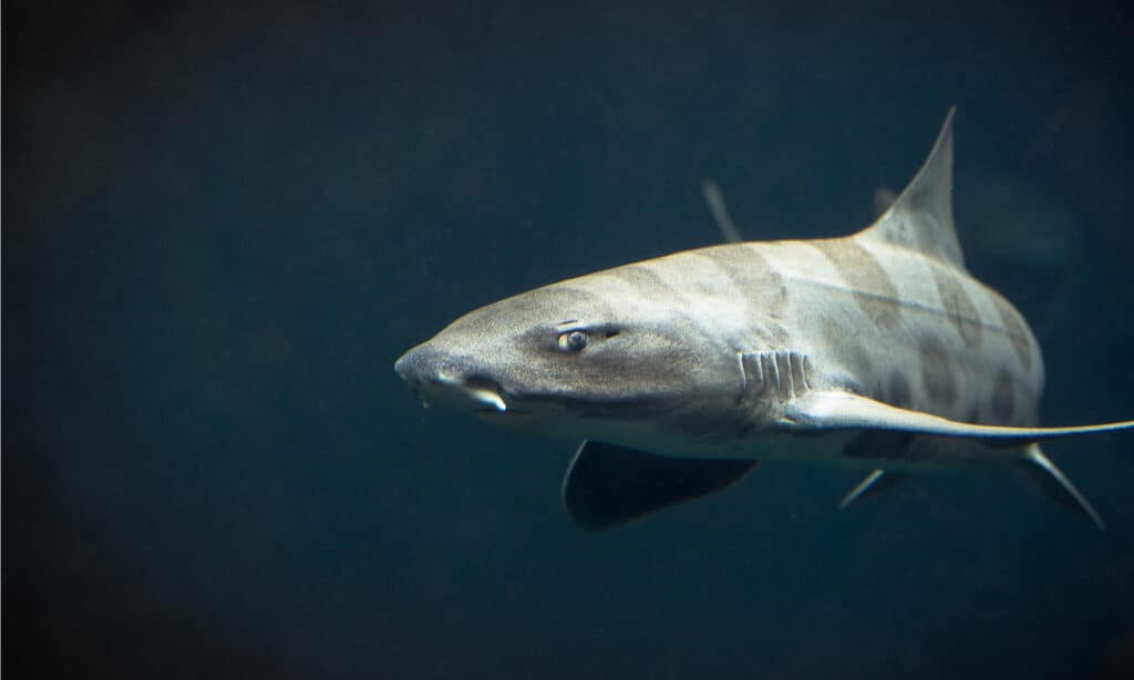 Leopard Shark isolated on black background.