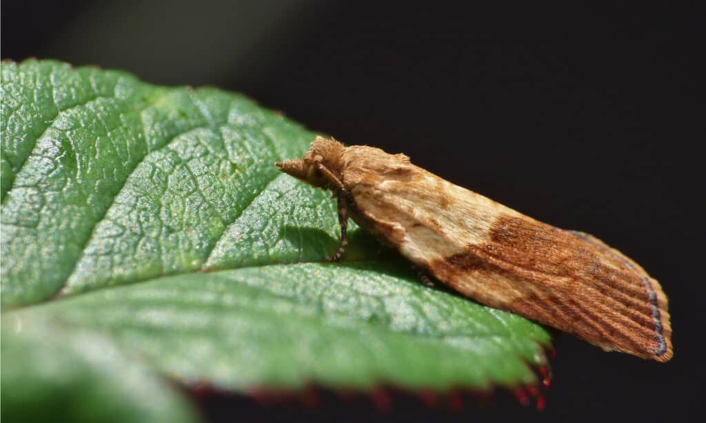 light brown apple moth