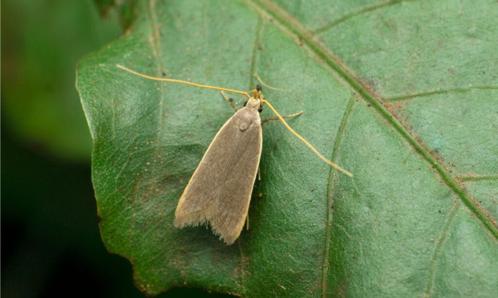 light brown apple moth