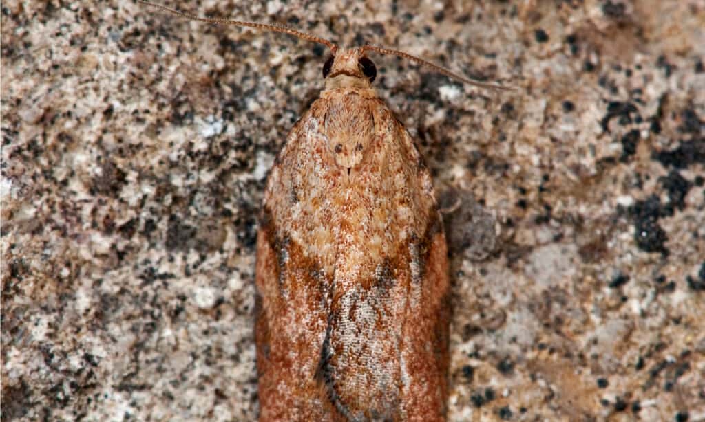 light brown apple moth on bark
