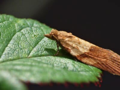 A Apple Moth