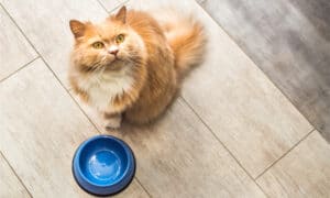 The Top Iams Wet Cat Foods: Reviewed and Ranked Photo