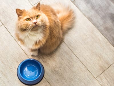 A The Top Iams Wet Cat Foods: Reviewed and Ranked