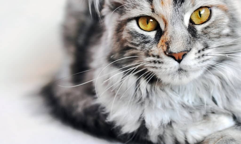 Beautiful silver tabby Maine Coon kitten girl with large golden eyes on white background.