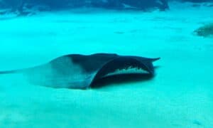 10 Incredible Stingray Facts Picture