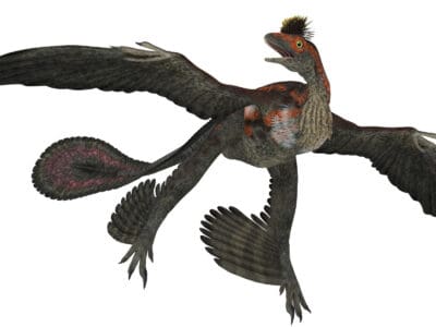 Microraptor Picture