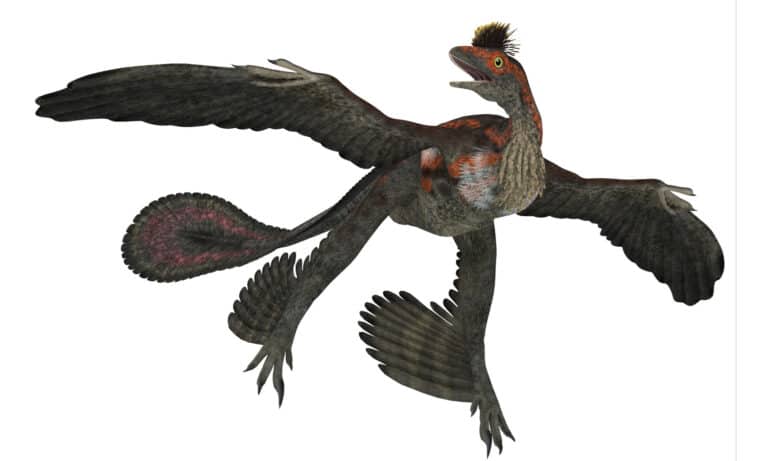 Microraptor 3D illustration on white background