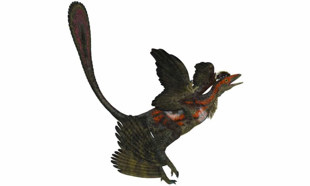 3D rendering of a microraptor standing on a white background