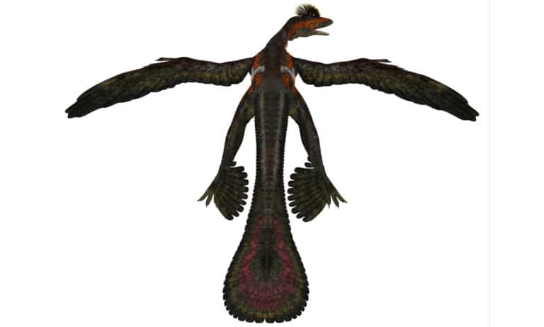 3D rendering of a microraptor on white background