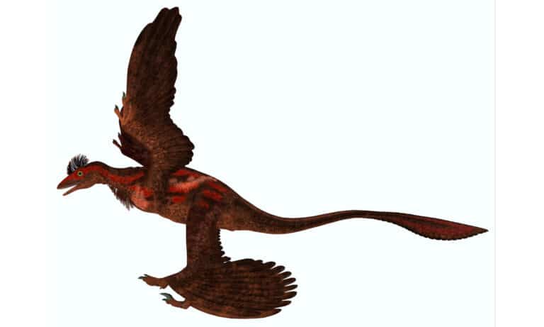 3D rendering of a microraptor in profile on a white background