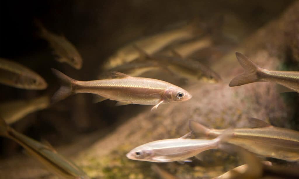 How Disney prevents mosquitoes: A small school of minnows