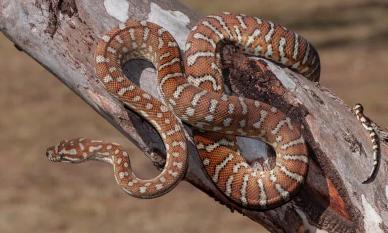 Centralian carpet python on a tree