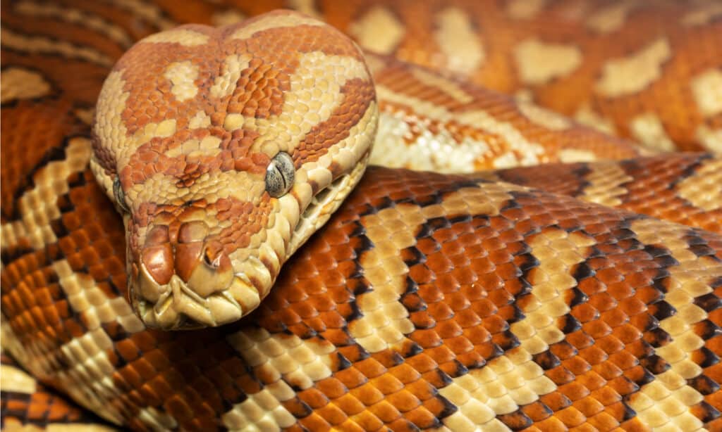 Bredl's python closeup