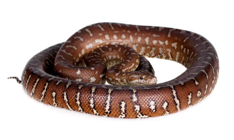 Bredl's python on white background