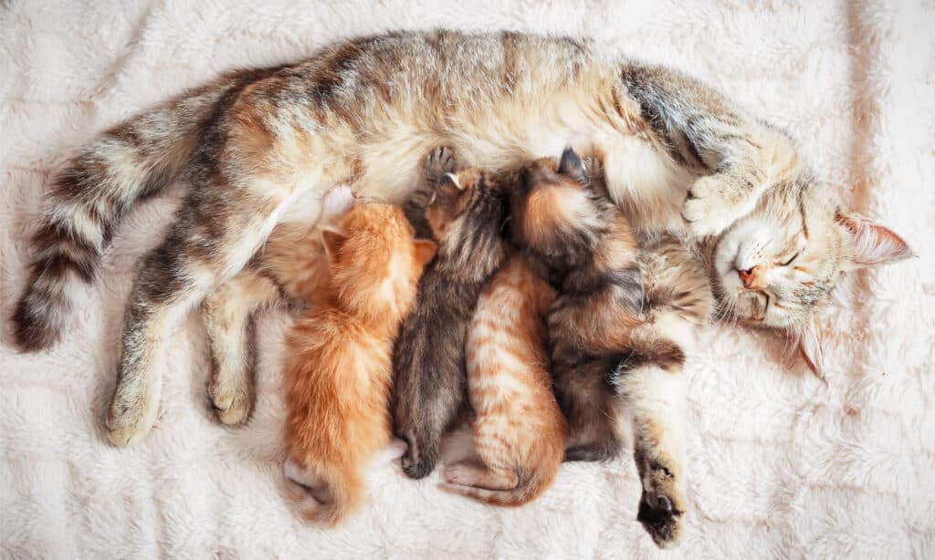 A mother cat is nursing a litter of kittens