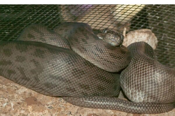 Oenpelli pythons are rare and scientists don't know much about their behavior in the wild.
