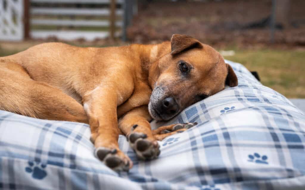 Studies hace shown that dogs can suffer from headaches just like us