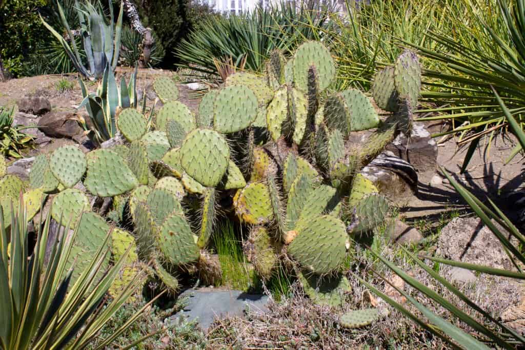 Opuntia Cactus