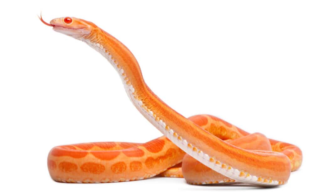Scaleless Corn Snake, Pantherophis Guttatus, in front of white background.
