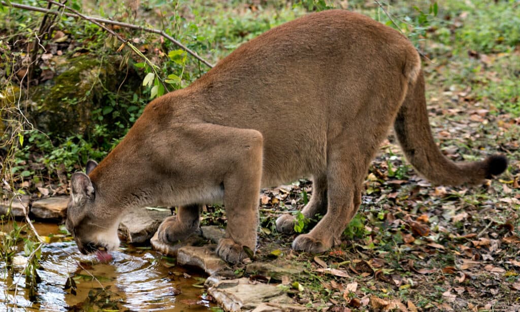A mountain lion (Florida panther) drinking from a watering hole