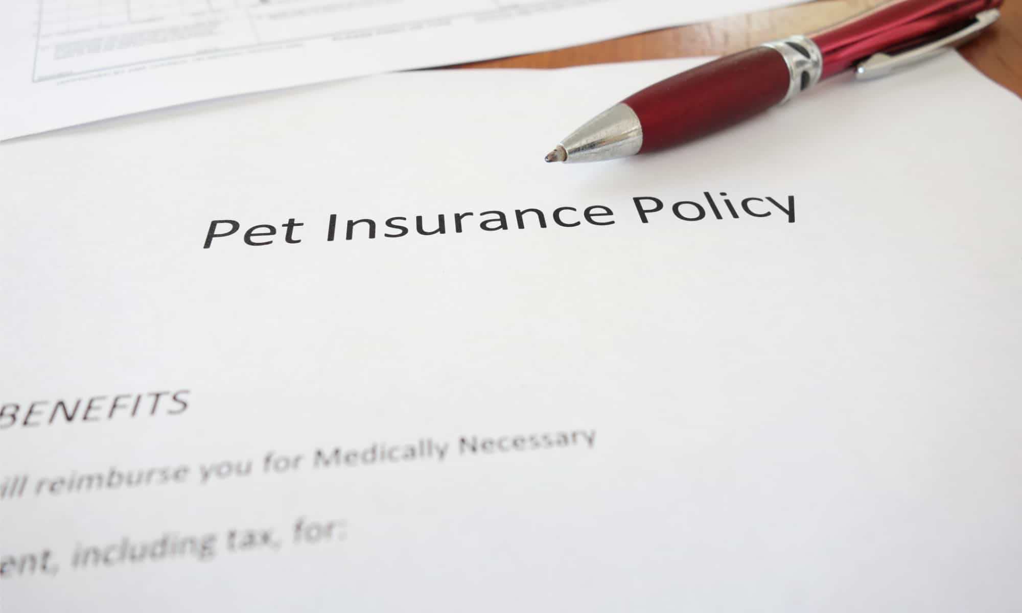 A pen on top of a pet insurance policy form