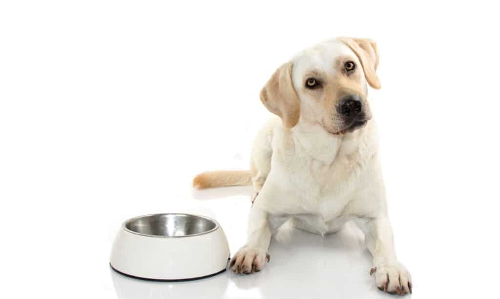 HUNGRY MIXEDBRED OF MASTIFF AND LABRADOR RETREIVER EATING FOOD IN A WHITE BOWL. ISOLATED ON WHITE BACKGROUND.