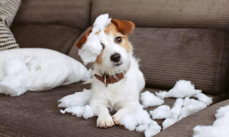 Small dog with stuffing from a pillow