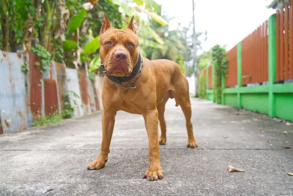 popular blonde and cream-colored dog breeds: pitbull