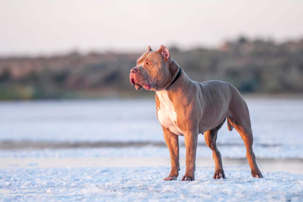 pitbull staring into distance