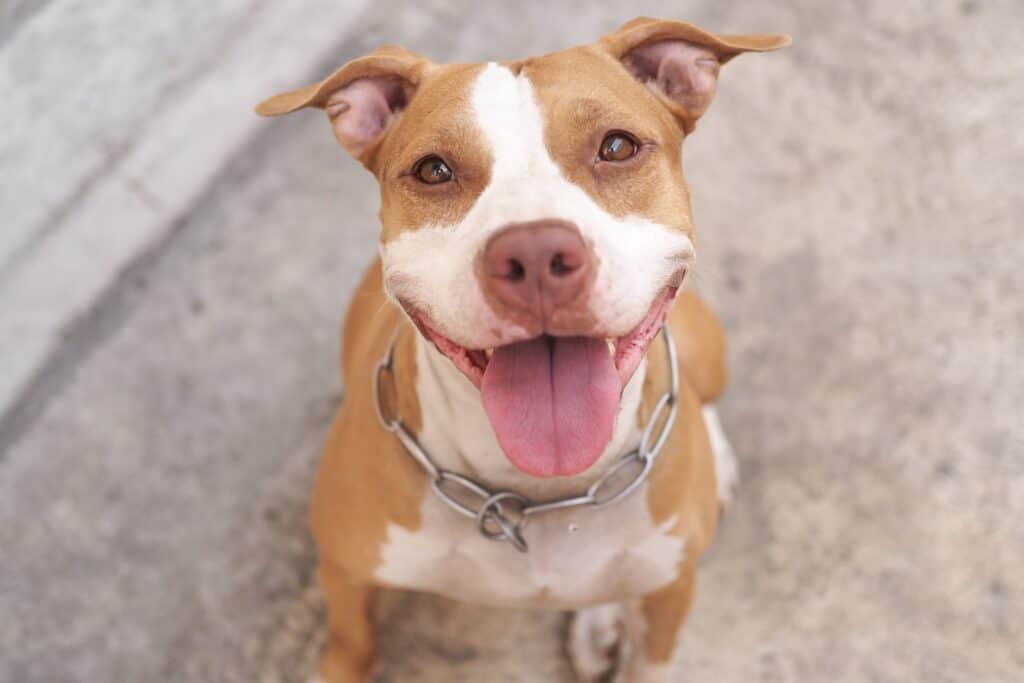 pitbull smiling