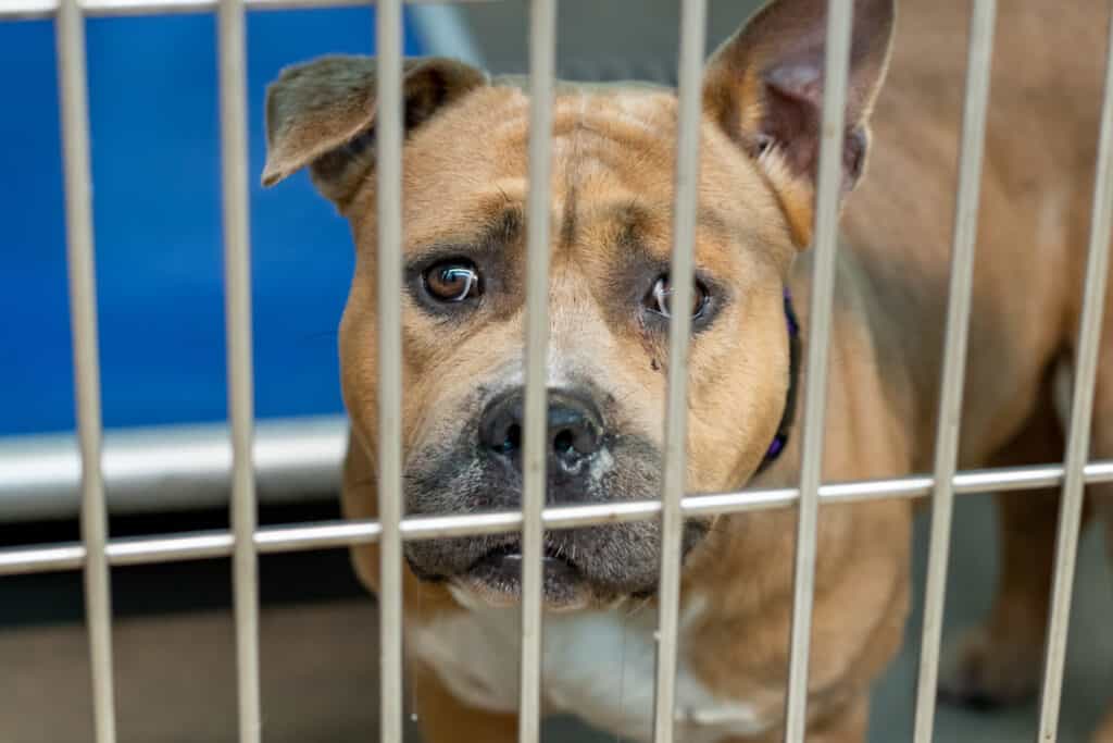 pitbull in kennel looking cute