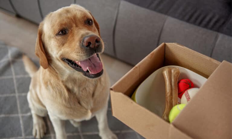 A happy yellow Labrador retriever next to a shipment of presents
