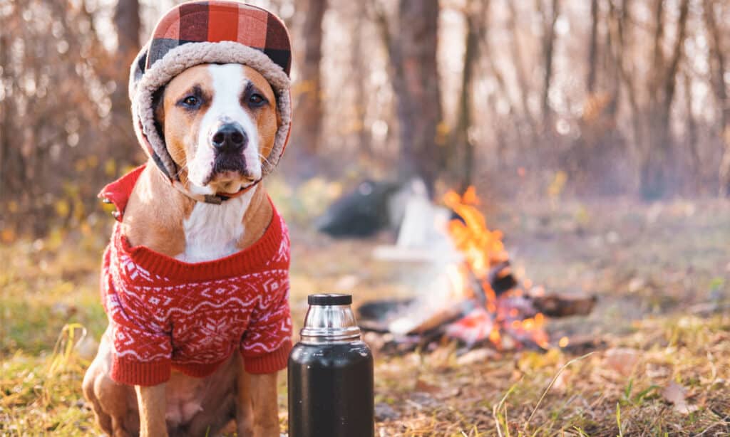 A dog in a sweater and a hat camping
