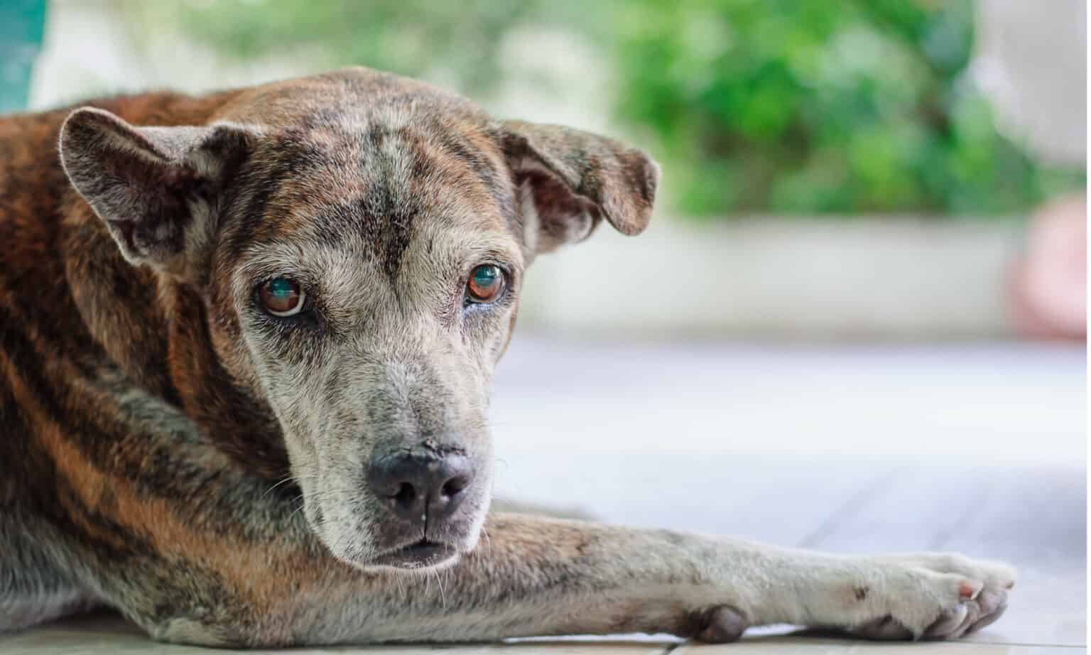Illustration of Dogs Staring At Owners With Fibrosis Behavior