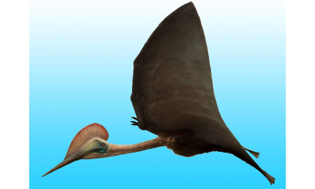 Image of the flying predator Hatzegopteryx in 3D rendering