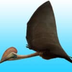 Hatzegopteryx