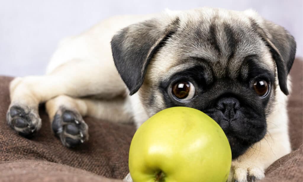 A cute pug puppy looking at an apple