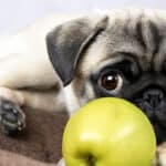 It's important to know which parts of an apple you can safely feed to your dog. 