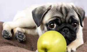 Can Dogs Eat Apples? Which Ones Are Safe? Picture