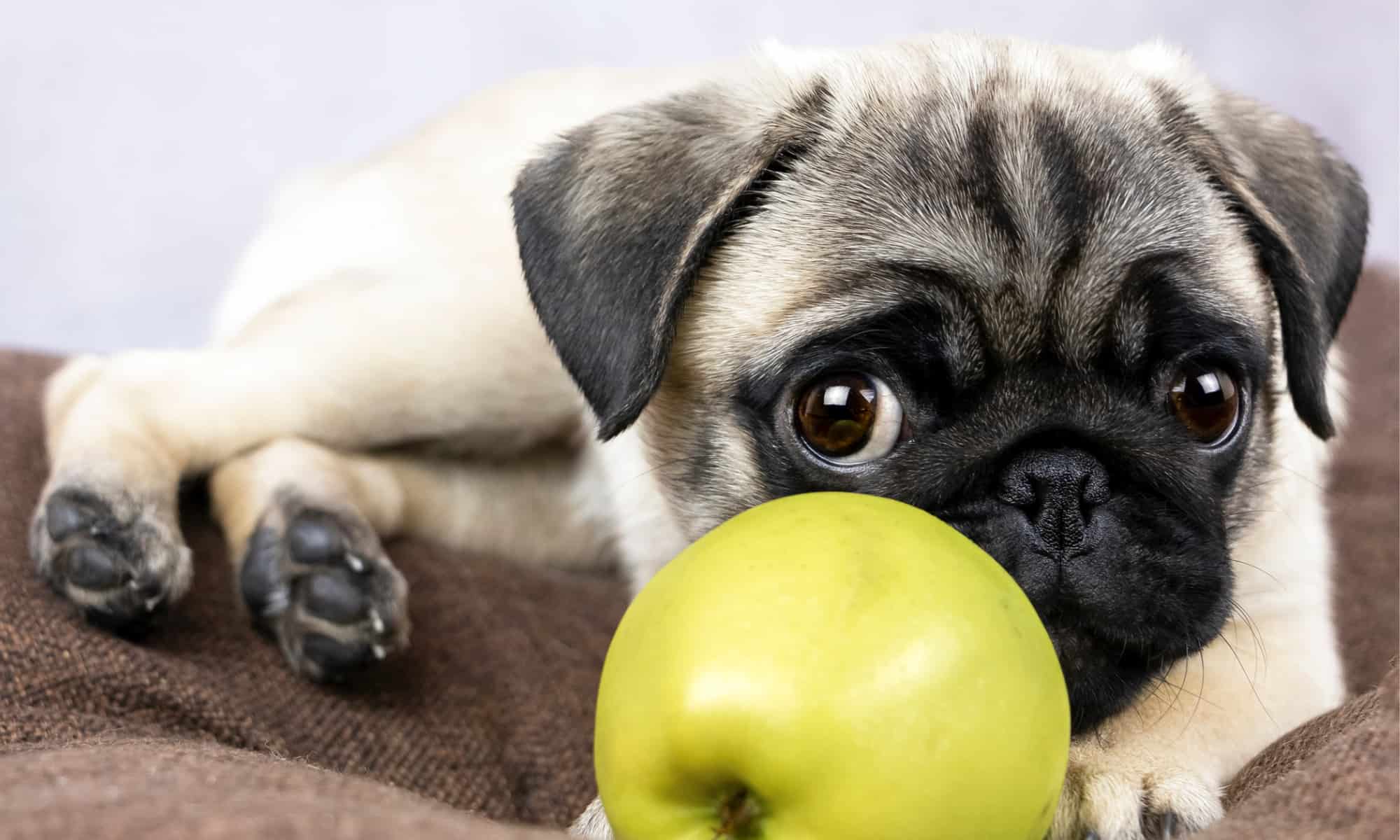 what kind of apples do dogs like