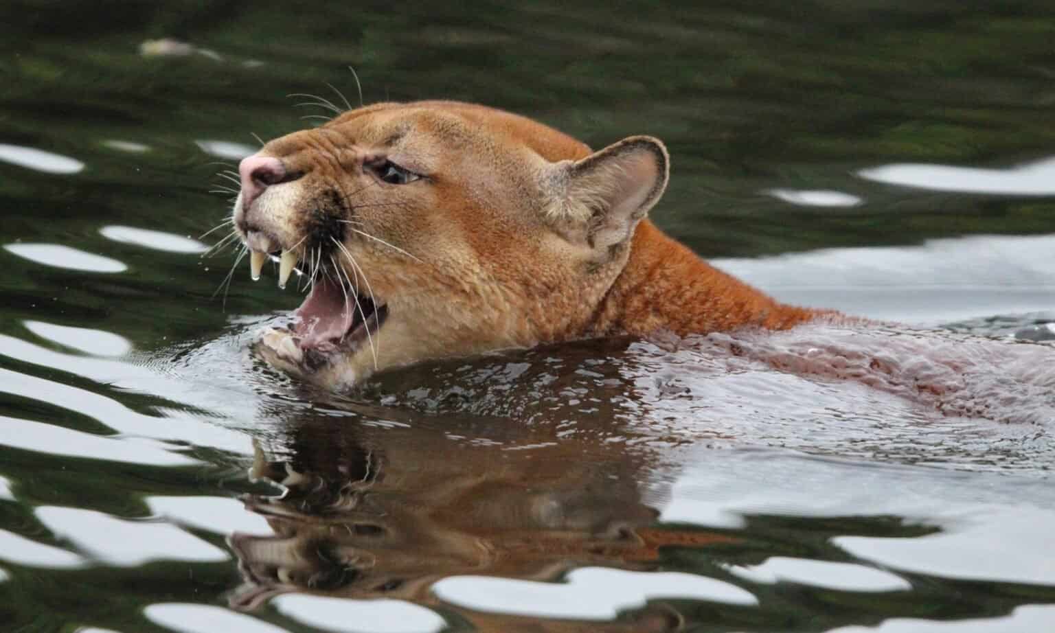 10 Incredible Panther Facts AZ Animals