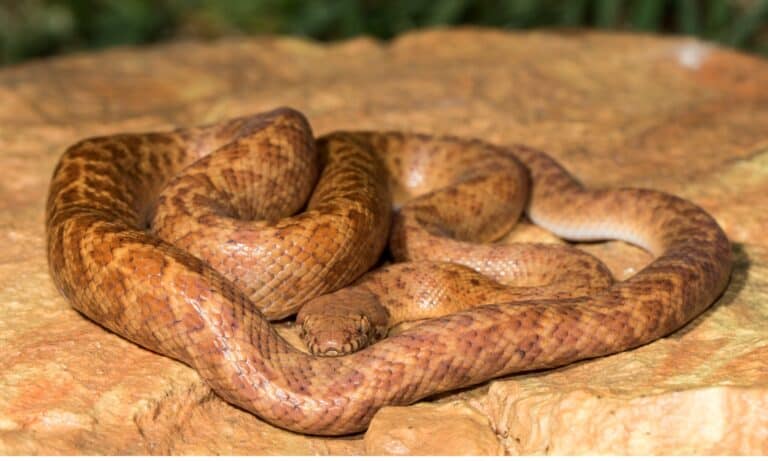 Anthill python