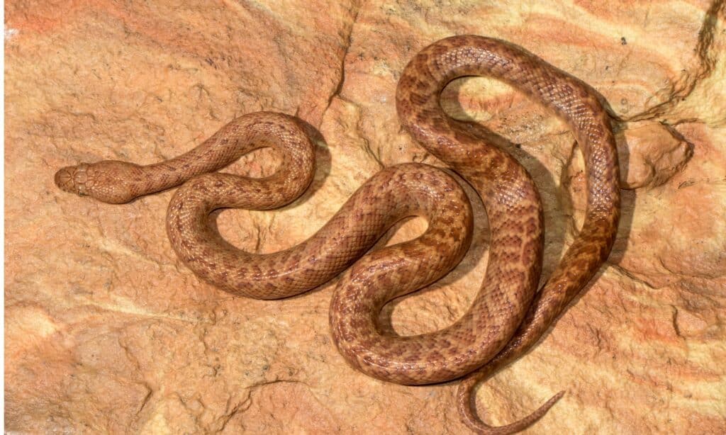Pygmy python on rock