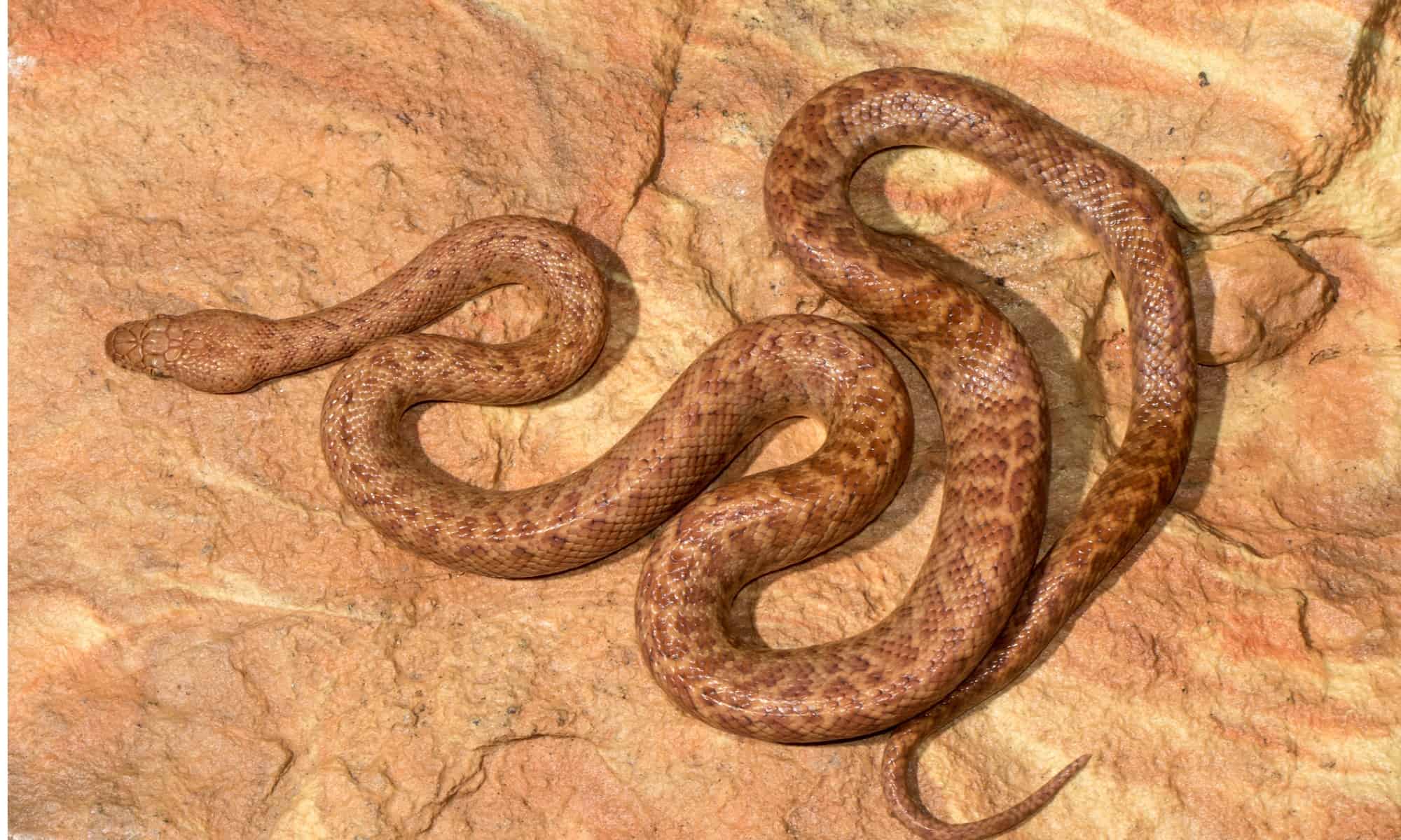 Are Snakes Vertebrates, Invertebrates or Something Else? - AZ Animals