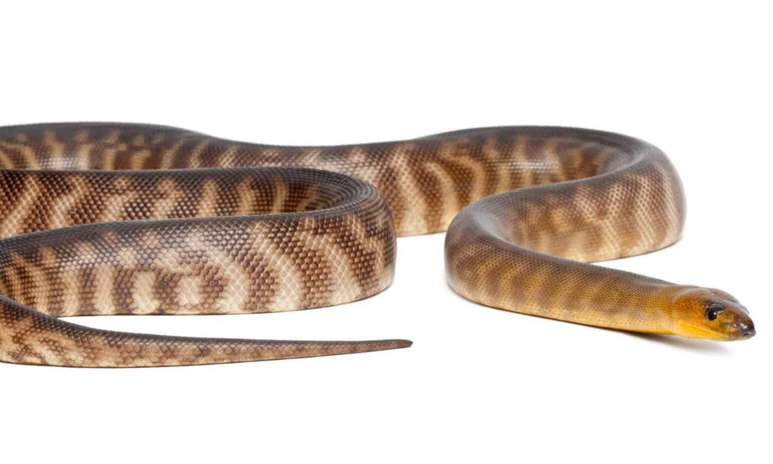 Woma Python Animal Facts - A. ramsayi - A-Z Animals