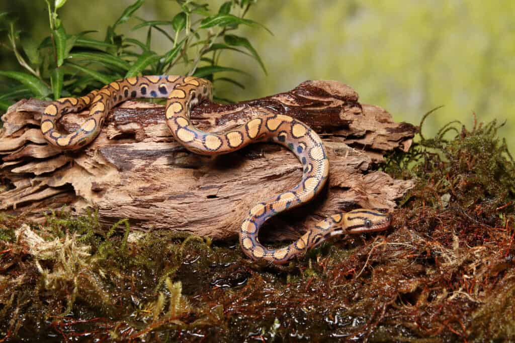 rainbow boa