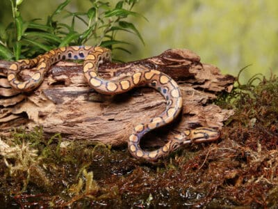 A What are the best plants for your pet snake’s habitat?
