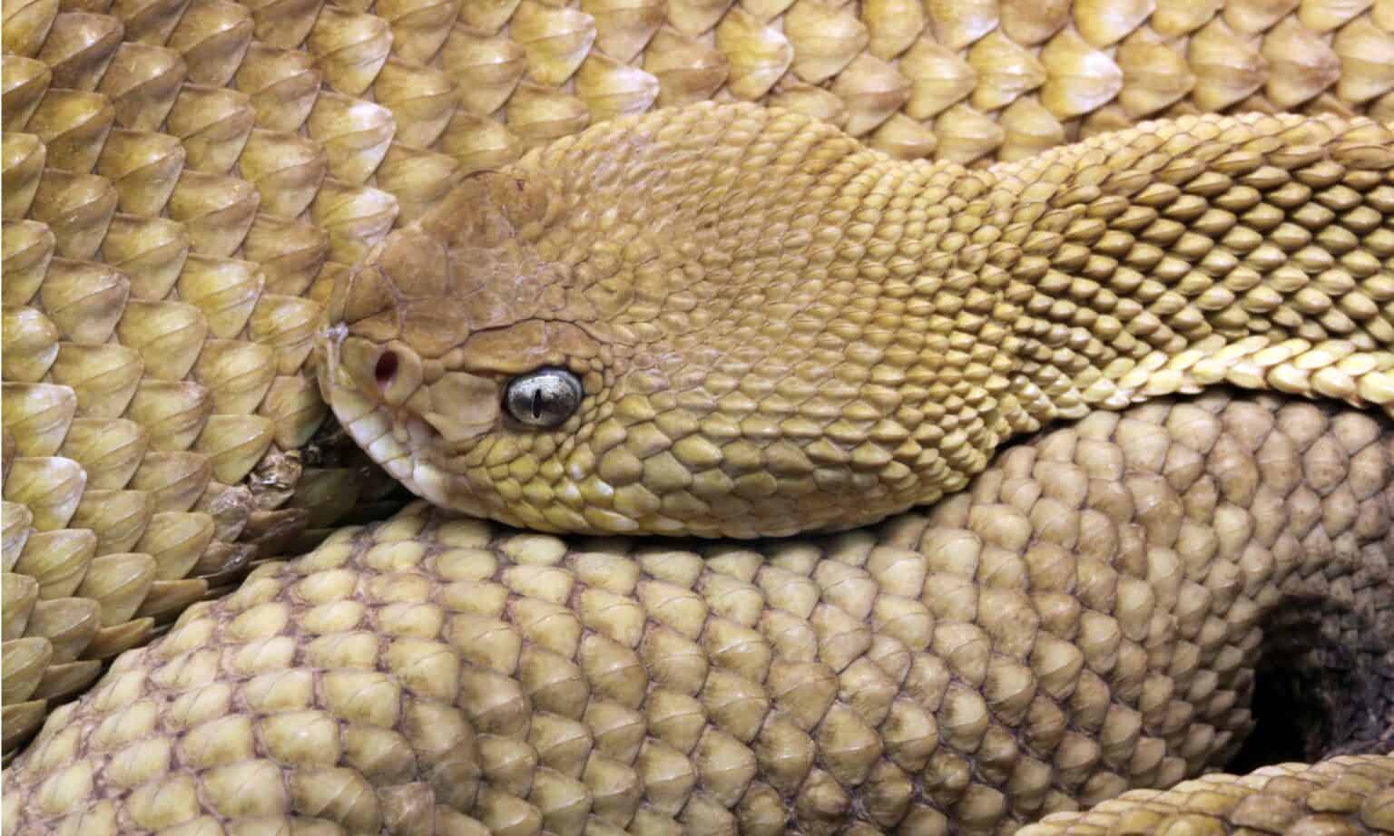 Where Do Snakes Go In The Winter? AZ Animals