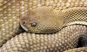 Where Do Snakes Go In The Winter? - A-Z Animals